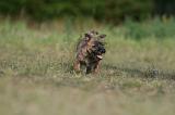 CAIRN TERRIER 526